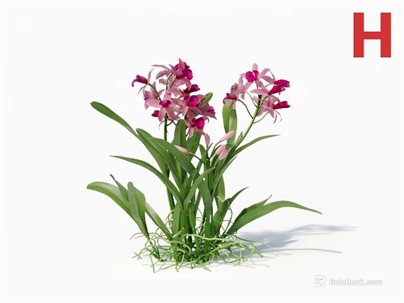3D Rendered Orchid Flowers With Pink Purple Blooms And Green Leaves 3d model 