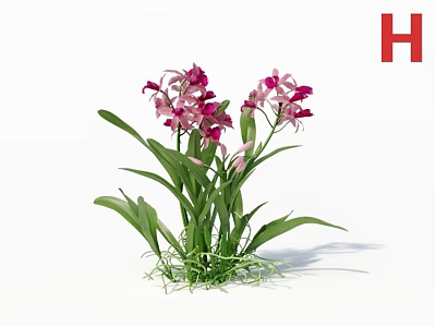 3D Rendered Orchid Flowers With Pink Purple Blooms And Green Leaves 3d model