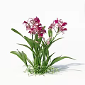 3D Rendered Orchid Flowers With Pink Purple Blooms And Green Leaves