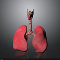 Human Lungs And Trachea 3D Anatomical Model With Detailed Structure 3d model