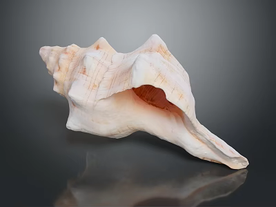 conch bone snail field snail shellfish marine animal fish freshwater fish marine fish animal 3d model