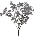 Arbor With Dark Trunk Lush Foliage And Multiple Branches Casting Shadow