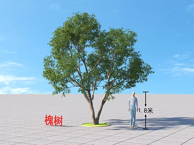 Tall Chinese Scholar Tree Arbor Height Comparison with 1.8m Person Under Blue Sky Open Ground 3d model