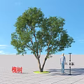Tall Chinese Scholar Tree Arbor Height Comparison with 1.8m Person Under Blue Sky Open Ground