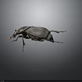 Black Beetle With Orange Antennae And Dark Exoskeleton Isolated On Dark Background