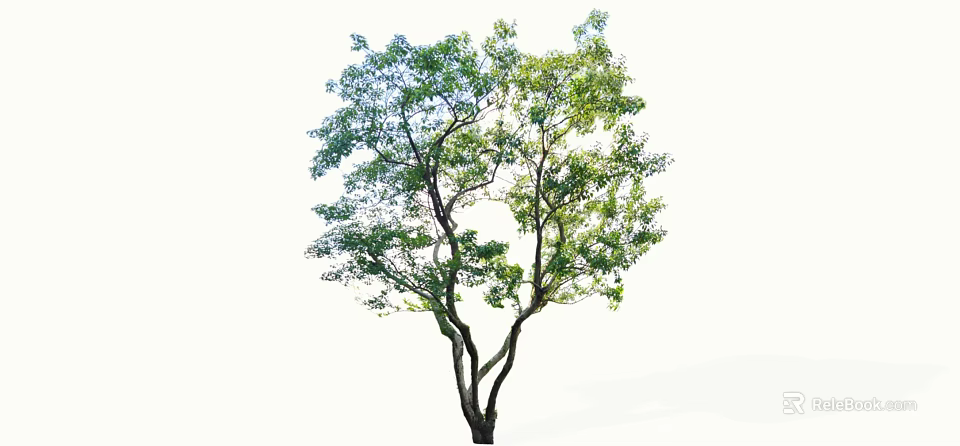 Arbor With Lush Green Foliage And Spreading Branches In Natural Environment 3d model 