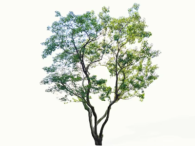 Arbor With Lush Green Foliage And Spreading Branches In Natural Environment 3d model