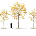 Three Trees With Yellow Leaves And Person Standing Beneath In White Background