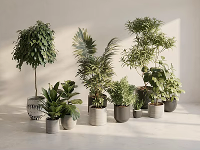 Various Indoor Potted Plants in Stylish Decorative Pots with Sunlit Interior 3d model