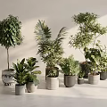 Various Indoor Potted Plants in Stylish Decorative Pots with Sunlit Interior