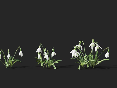 White Snowdrops With Green Stems And Leaves In Clusters On Black Background 3d model