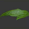 Vibrant fresh green leaf with clear visible veins on gray background