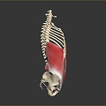 skeleton human skeleton human body organ human body tissue human body structure human anatomy 3d model