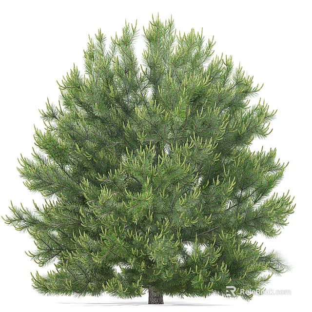 Tall Evergreen Pine Tree With Lush Green Needles And Dense Foliage 3d model 
