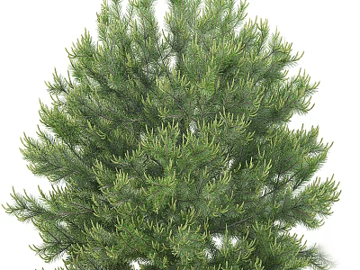 Tall Evergreen Pine Tree With Lush Green Needles And Dense Foliage 3d model