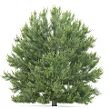 Tall Evergreen Pine Tree With Lush Green Needles And Dense Foliage
