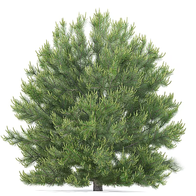 Tall Evergreen Pine Tree With Lush Green Needles And Dense Foliage 3d model