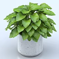 Lush Green Bonsai Potted Plant with Fresh Leaves in White Minimalist Pot