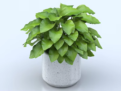 Lush Green Bonsai Potted Plant with Fresh Leaves in White Minimalist Pot 3d model