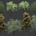 Different Arbor Tree Varieties With Green Leaves Dense Canopies and Various Heights