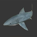 Realistic 3D Shark Model With Blue Transparent Texture Fins Tail And Gray Gradient Background