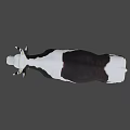 Realistic Black and White Spotted Cow 3D Model Standing Isolated on Gray Background