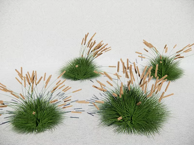 Green Grass Clumps With Brown Spikelets On Light Colored Surface 3d model