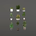 Variety of Indoor Green Plants in Different Decorative Planters and Pots