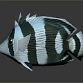 3D Rendered Blue White Black Striped Tropical Fish With Spiky Dorsal Fin And Large Eyes