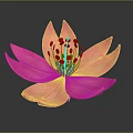 Pink Flower With Large Petals And Orange Stamens On Dark Background With Reflection