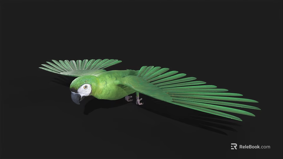 Green Parrot Displaying Spread Wings Against Black Background In Flight 3d model 