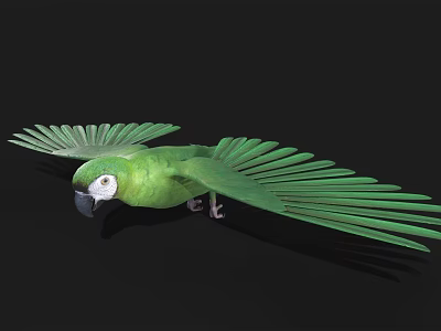 Green Parrot Displaying Spread Wings Against Black Background In Flight 3d model