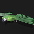 Green Parrot Displaying Spread Wings Against Black Background In Flight