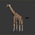 Giraffe With Brown And White Spots Standing On Black Surface In Studio 3d model