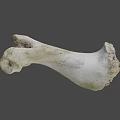 Weathered Animal Bone With Greenish Patina And Natural Surface Texture