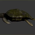 Modern Turtle Small Turtle Green Turtle Big Turtle Black Turtle 3d model