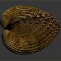 Close Up Of Shellfish With Yellowish Brown Striped Shell Spiky Edges On Dark Background