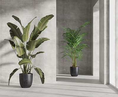 Bonsai Potted Plants With Large Green Leaves In Black Planters Modern Interior 3d model
