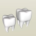 Two Detailed White Dental Tooth Models Isolated On Black Background