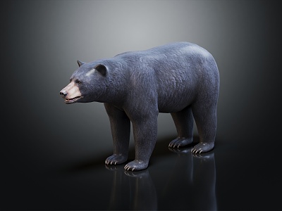 Modern Bear Black Bear Animal Cartoon Black Bear 3d model