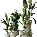 Various Indoor Potted Green Plants With Different Leafy Species And Decorative Pots