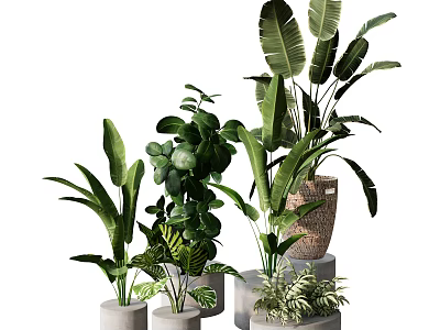 Various Indoor Potted Green Plants With Different Leafy Species And Decorative Pots 3d model