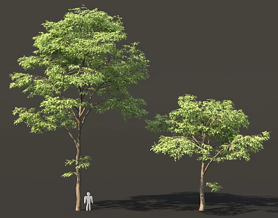 Tall and Short Trees With Green Foliage And Human Figure Model 3d model