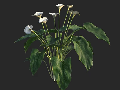Aquatic Plants With White Flowers And Lush Green Leaves For Natural Decoration 3d model