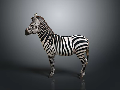Zebra Standing With Distinct Black And White Stripes On Neutral Background 3d model