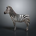 Zebra Standing With Distinct Black And White Stripes On Neutral Background