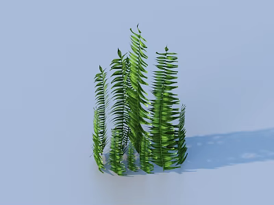 Lush Green Ferns as Indoor Decorative Plants with Long Fronds and Natural Vibe 3d model