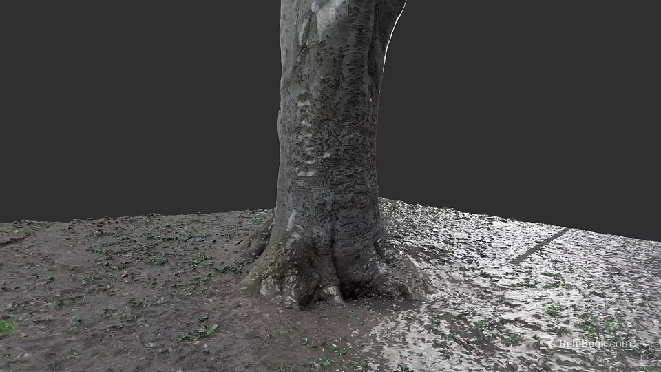 Tall Tree Trunk With Thick Bark Exposed Roots And Fallen Leaves On Ground 3d model