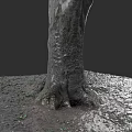 Tall Tree Trunk With Thick Bark Exposed Roots And Fallen Leaves On Ground 3d model