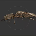 Detailed view of brown and black beetle with wings on dark background